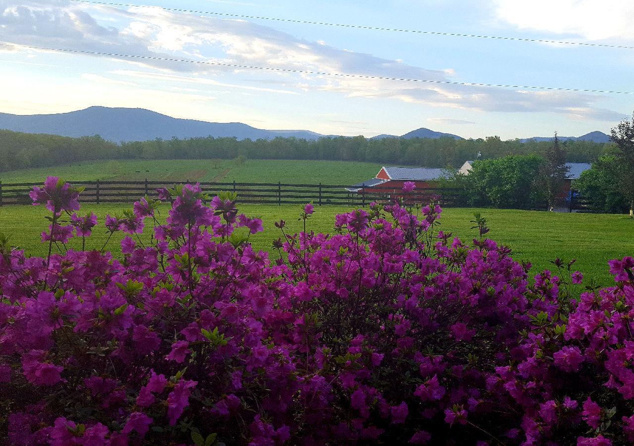 Piney Hill B&B And Cottages 루레이 외부 사진